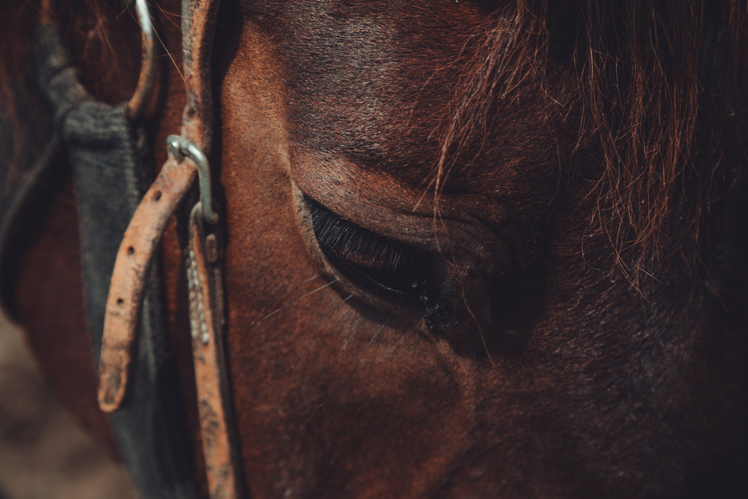 Horse Gear and Tack - Double C Western Supply